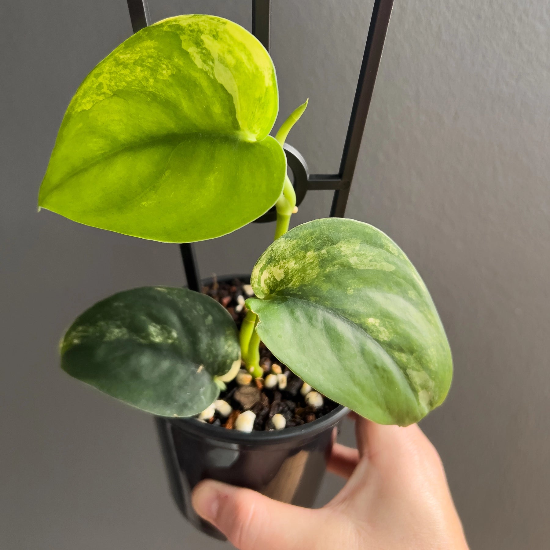 Scindapsus pictus Jade Satin Aurea Variegated Indoor Plants