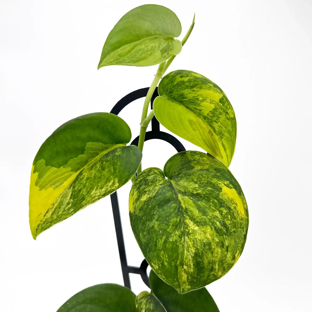 Scindapsus Jade Satin Aurea Variegated plant with jade green and yellow variegated leaves, available at Chalet Boutique, Australia.