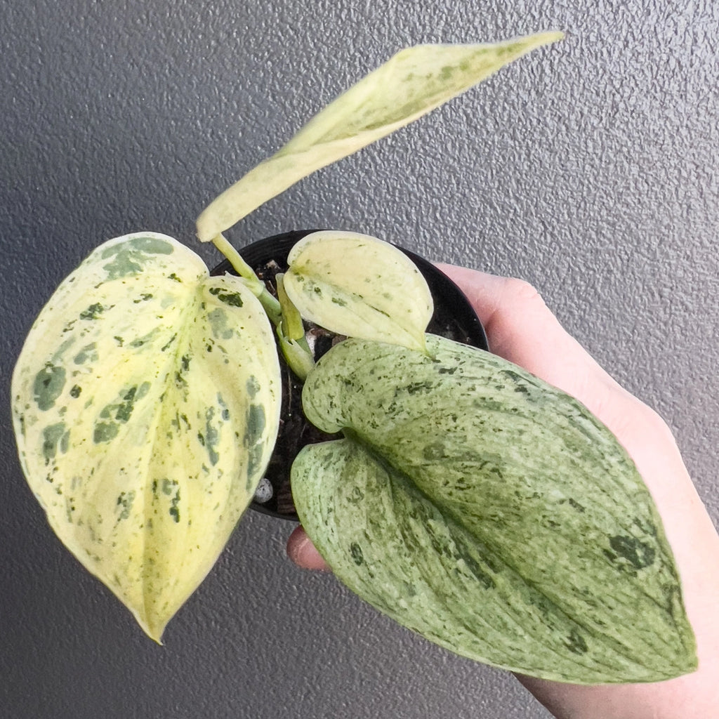 Hand holding a Scindapsus pictus Jade Satin White Mint showing thick matte green leaves with soft white mint variegation. Rare indoor plant nursery Australia.