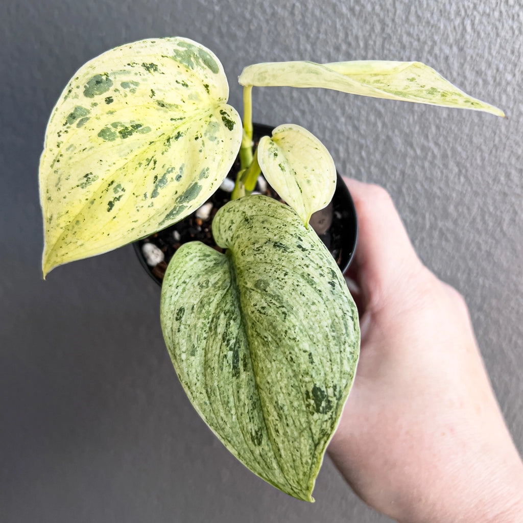 Hand holding a potted plant with green and yellow leaves against a gray background