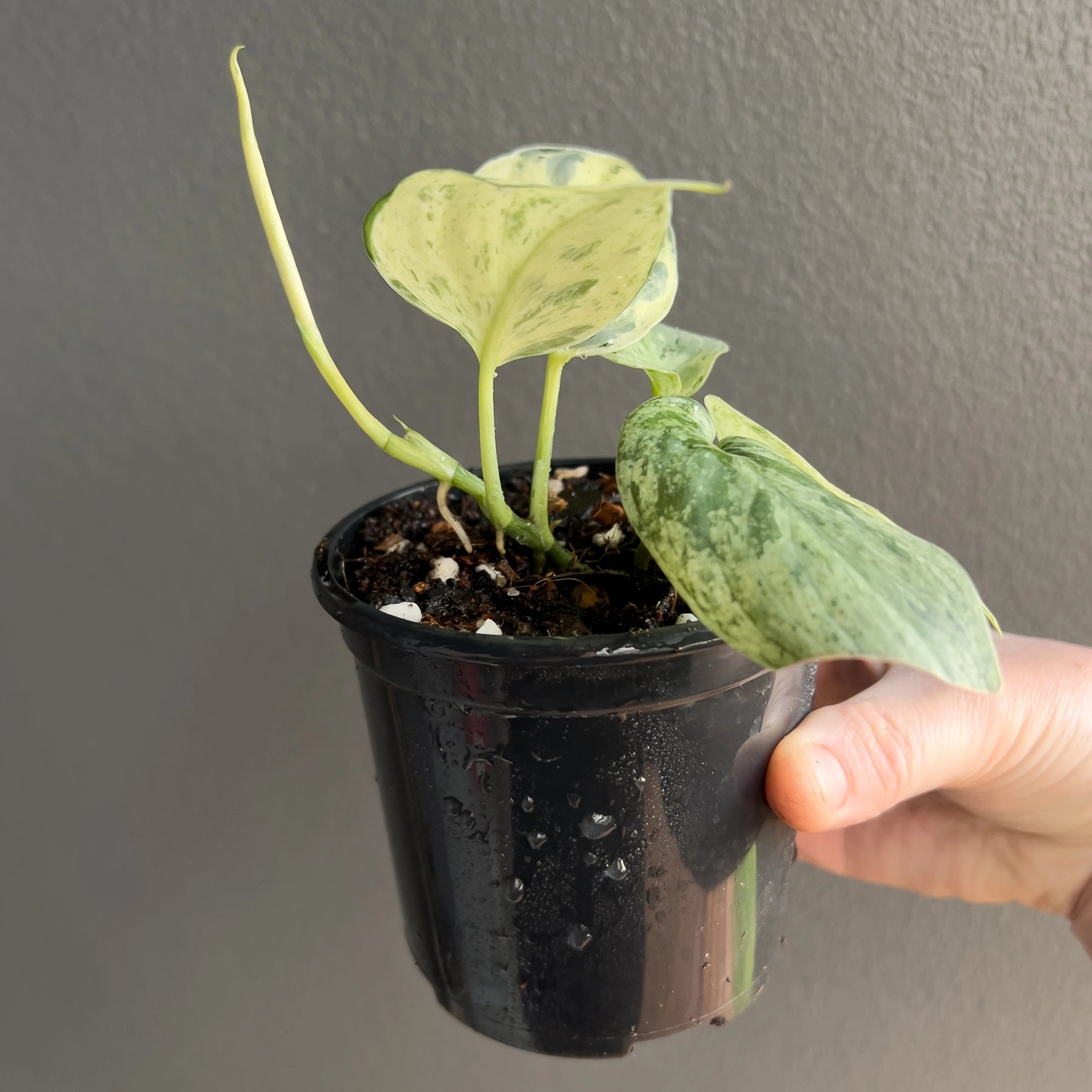 Scindapsus pictus Jade Satin White Mint - Rare Indoor Plant