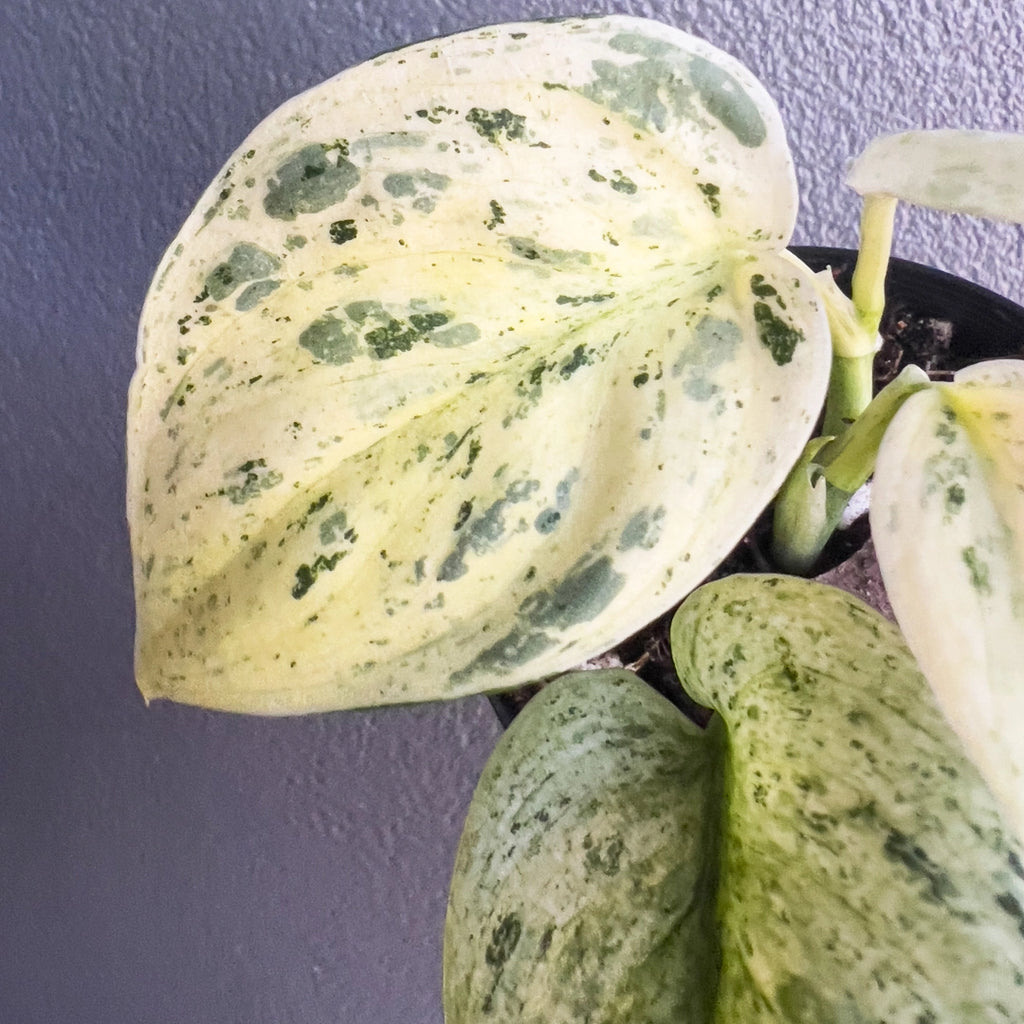 Close-up of Scindapsus pictus Jade Satin White Mint foliage highlighting pale mint marbling and smooth satin texture. Rare indoor plant collectors Australia.