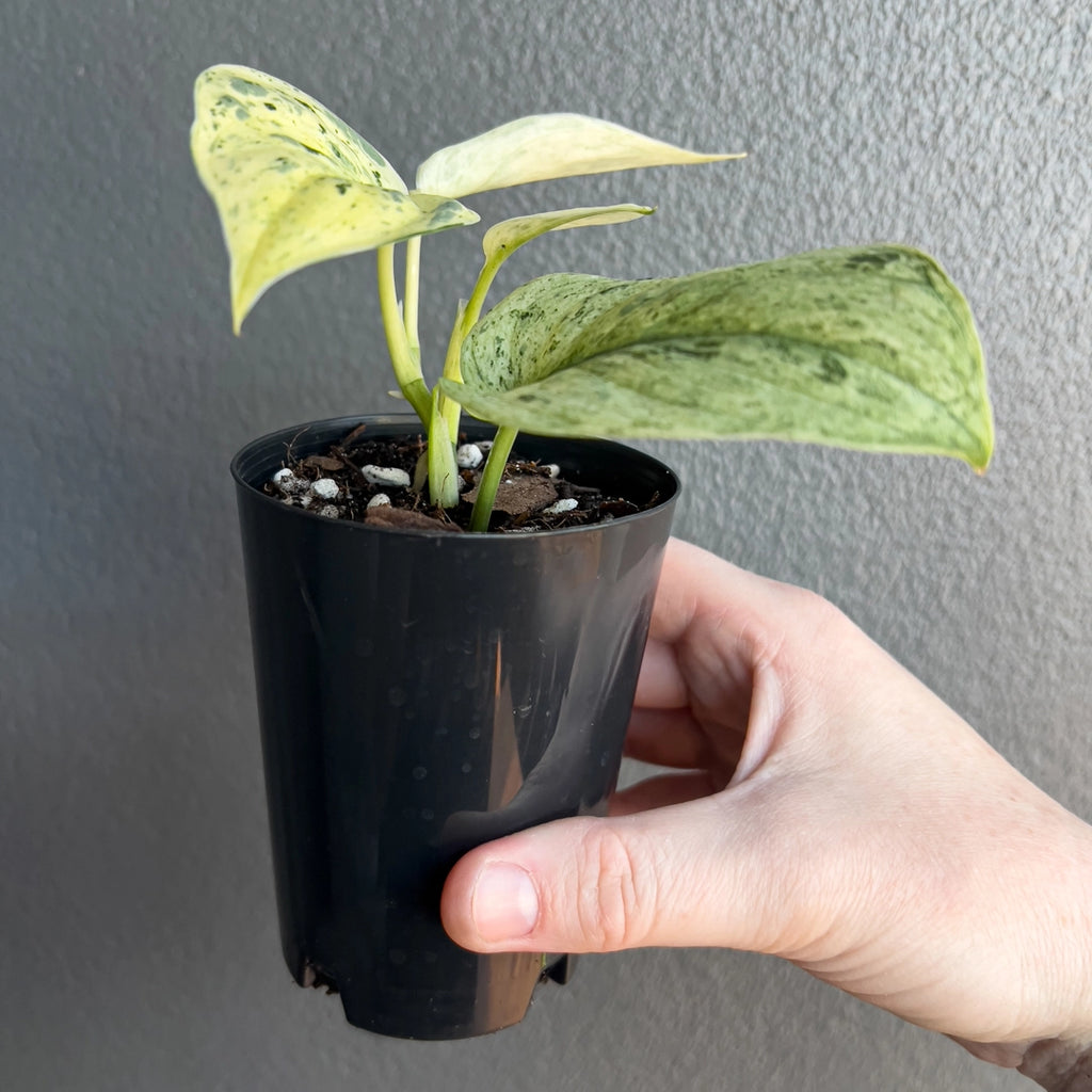Hand holding a small potted plant against a plain background