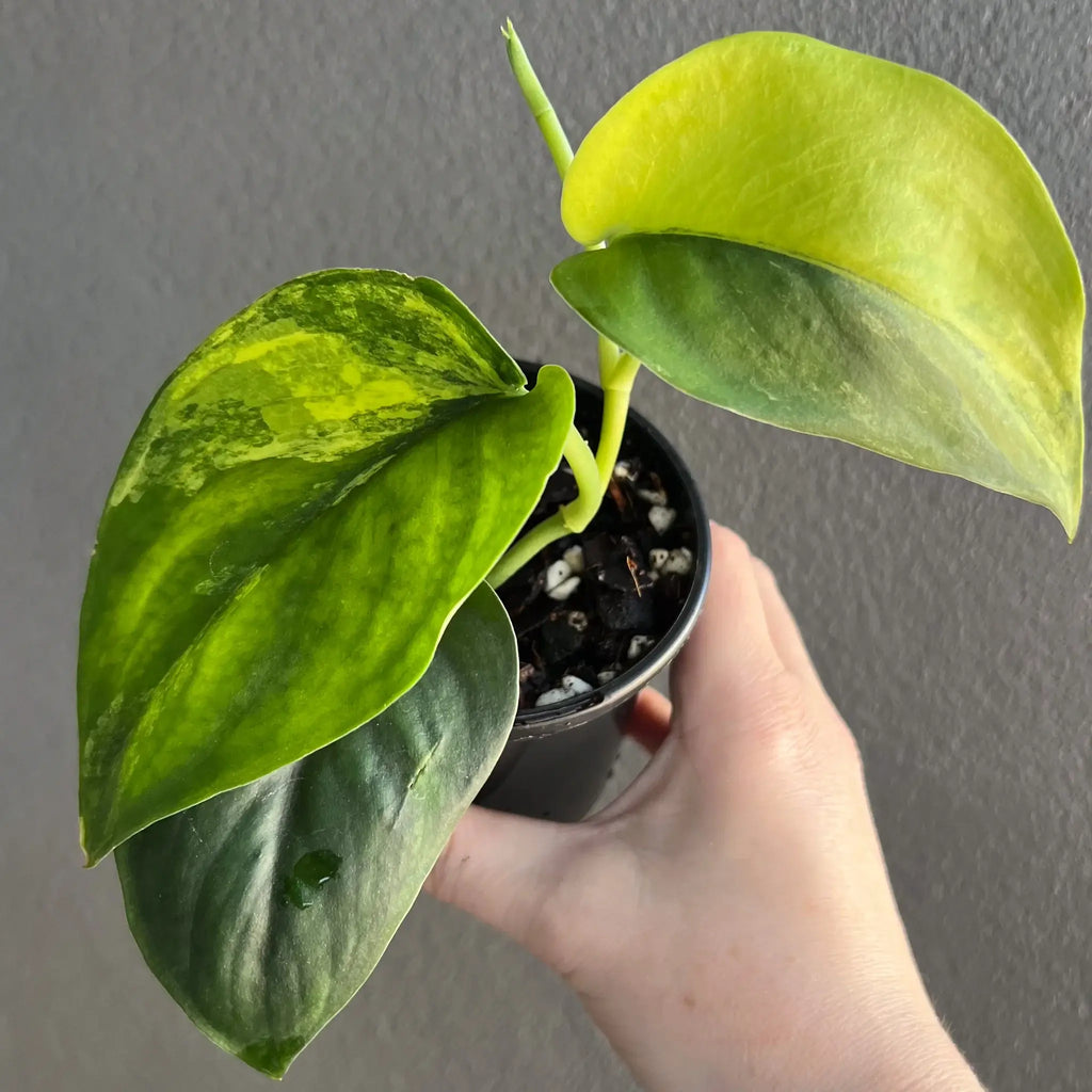 Scindapsus pictus Jade Satin Aurea Variegated in a hand, showcasing unique yellow and green variegated leaves. Chalet Boutique, Australia.
