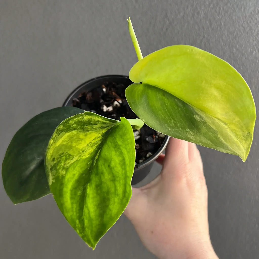 Scindapsus pictus Jade Satin Aurea with variegated leaves in hand, perfect for indoor plant lovers in Australia. Chalet Boutique, Australia.