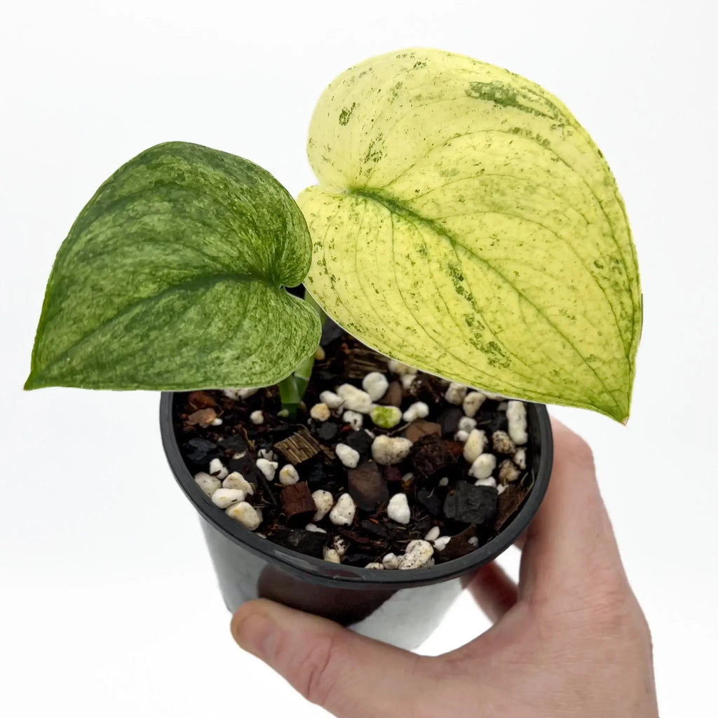 Scindapsus pictus Jade Satin White Mint showcasing variegated leaves in a hand-held pot, available at Chalet Boutique, Australia.