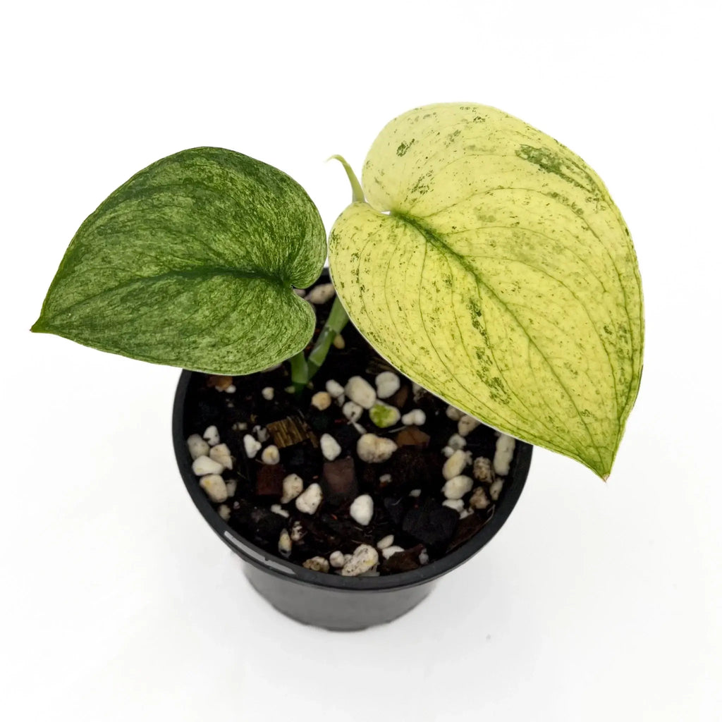 Scindapsus pictus Jade Satin White Mint with variegated foliage in a black pot, perfect for indoor plant collectors. Chalet Boutique, Australia.