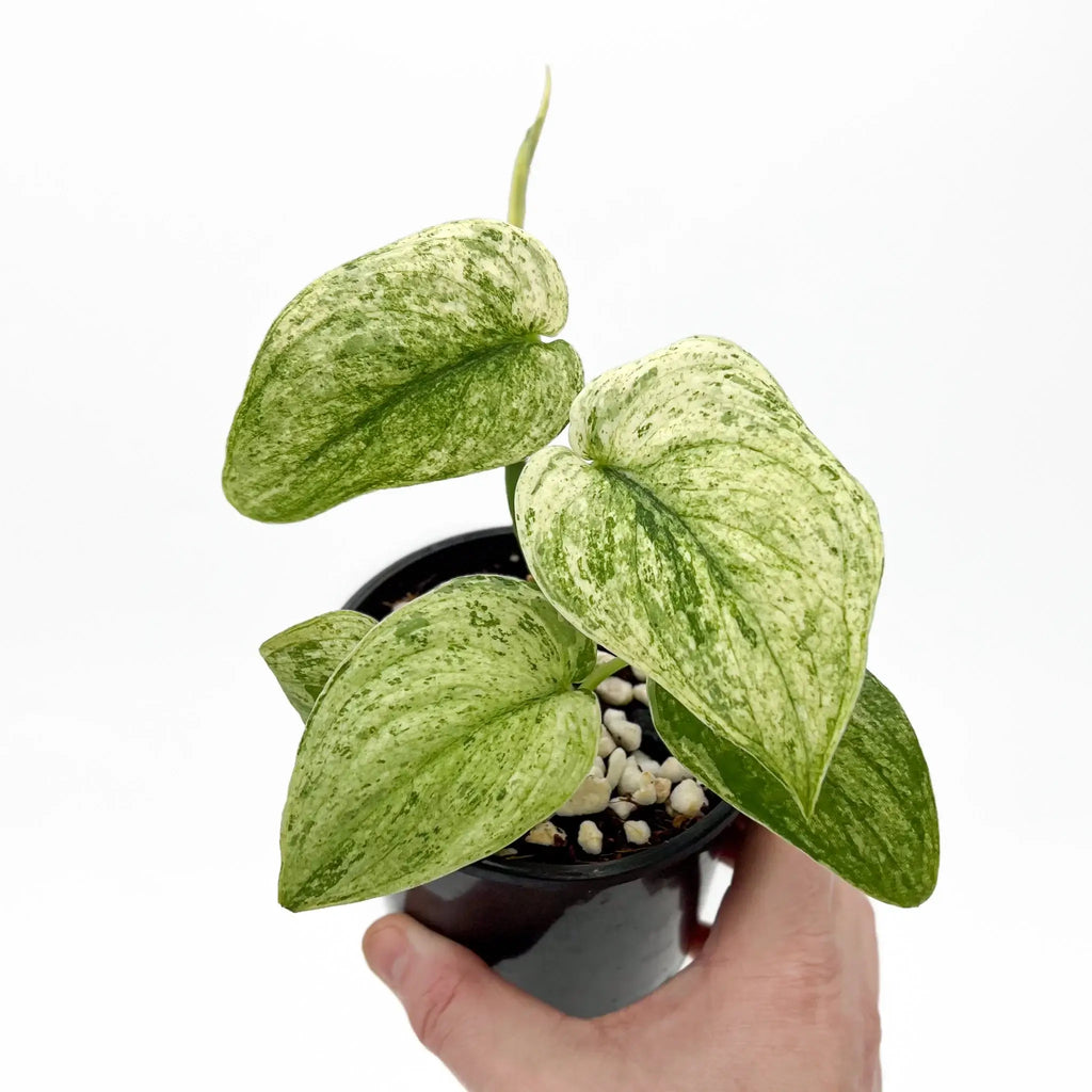 Scindapsus pictus Jade Satin White Mint plant with variegated leaves in hand, perfect for indoor decor. Chalet Boutique, Australia.