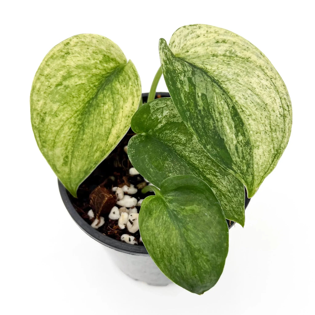 Scindapsus pictus Jade Satin White Mint plant in pot, showcasing variegated green and white leaves, ideal for indoor environments. Chalet Boutique, Australia.