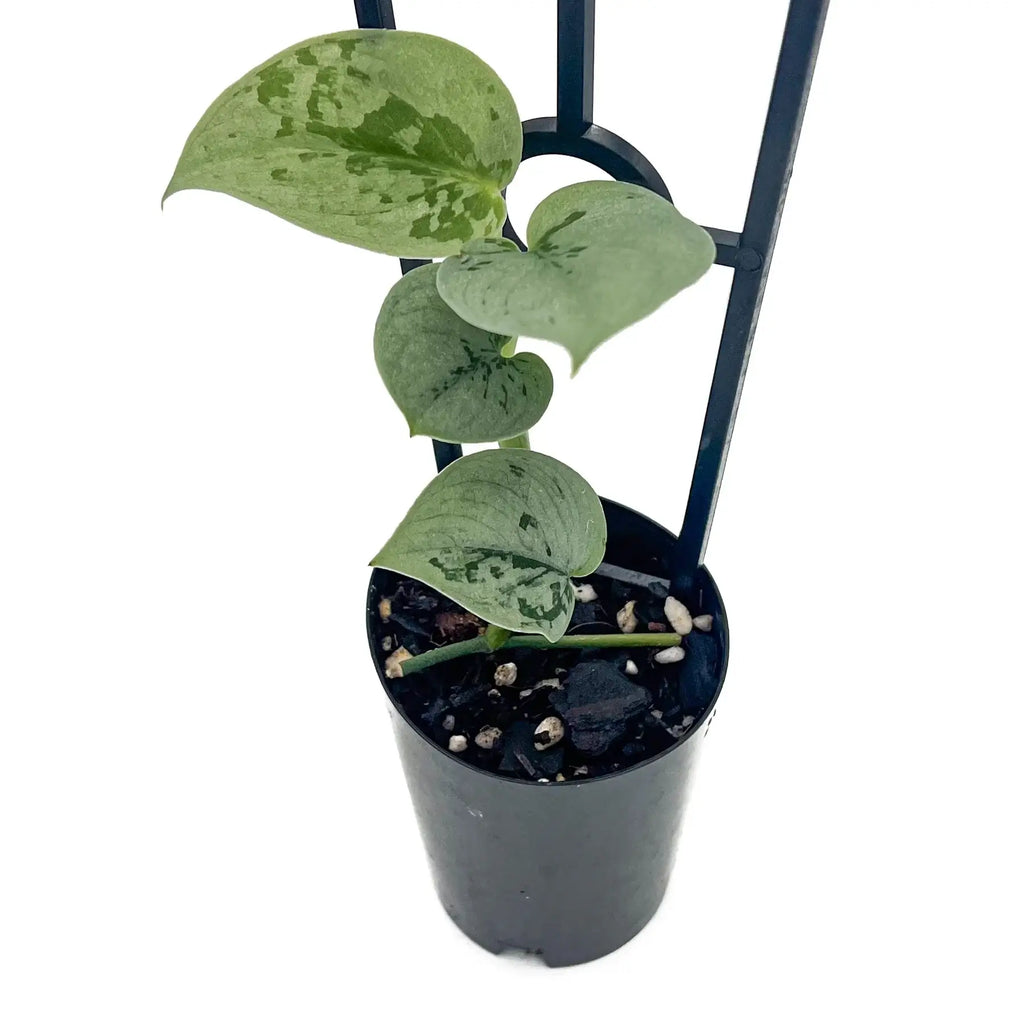 Scindapsus pictus 'Silvery Ann' plant with heart-shaped, silvery variegated leaves in a pot. Chalet Boutique, Australia.