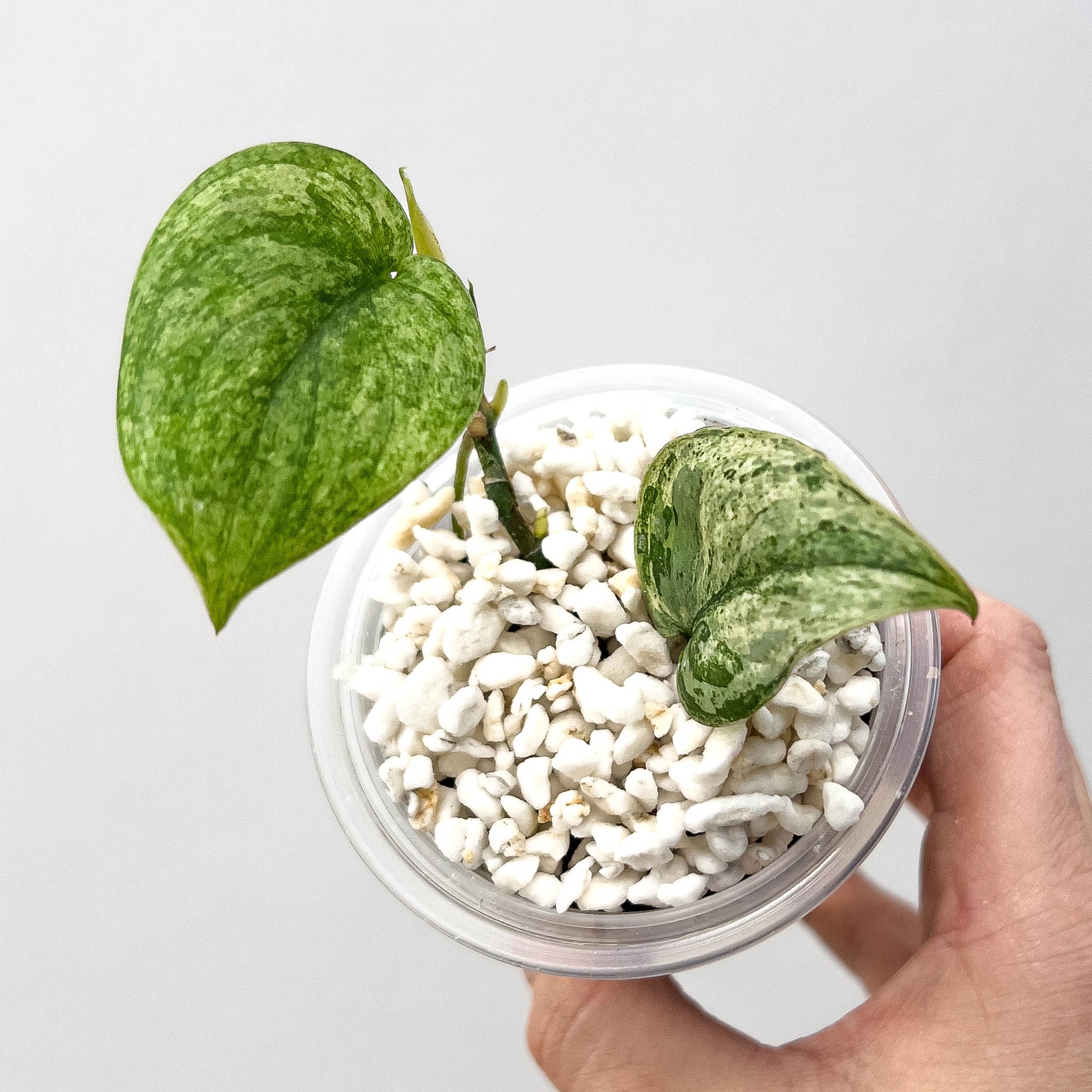 Scindapsus pictus Jade Satin White Mint (Semi Hydro)