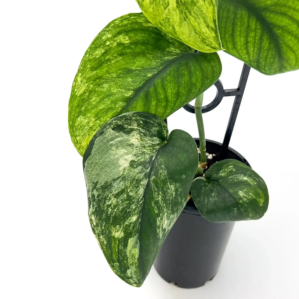 Scindapsus Jade Satin Aurea Variegated indoor plant with rich jade leaves and variegated patterns in yellow and creamy white. Chalet Boutique, Australia.