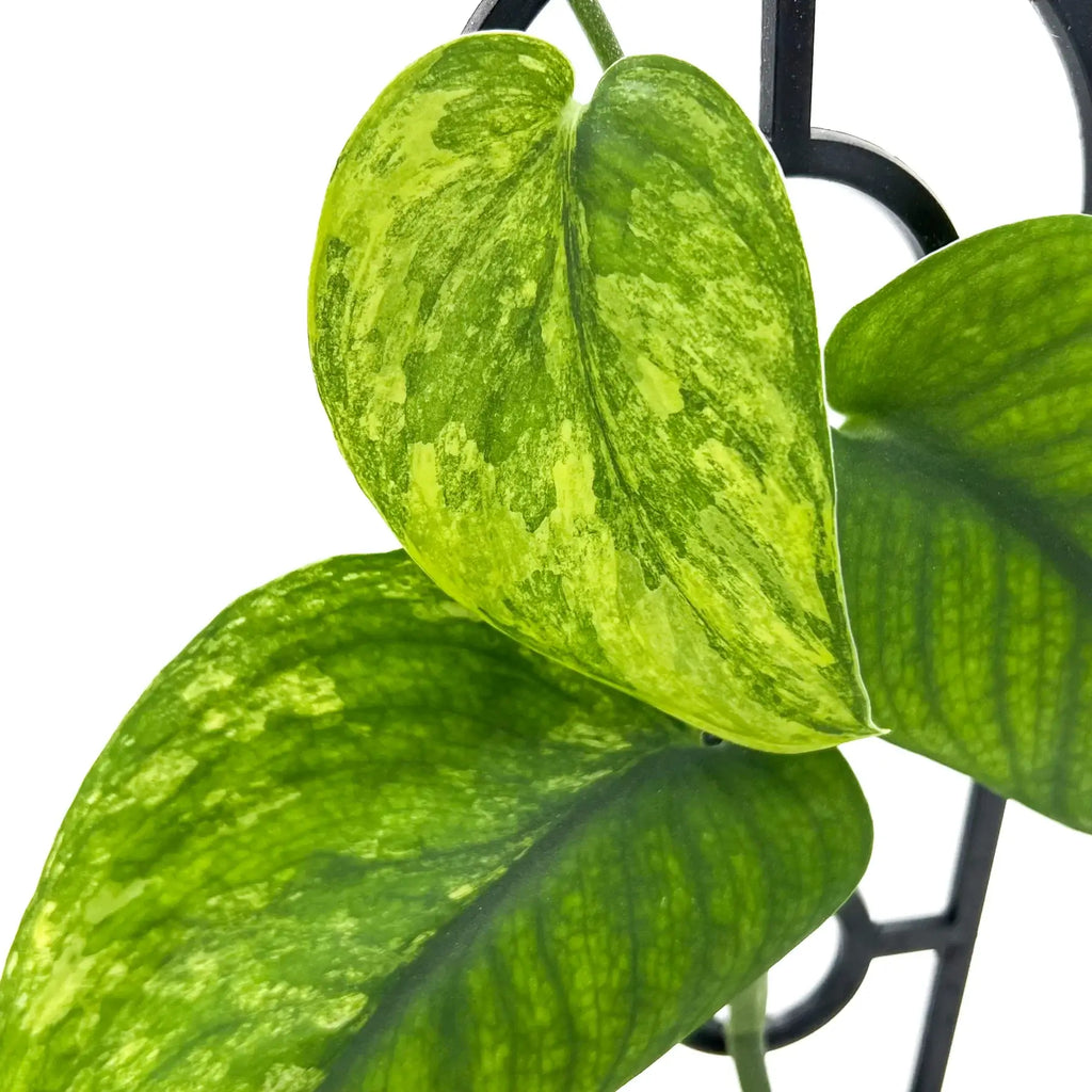 Close-up of variegated Scindapsus Jade Satin Aurea leaves showcasing vibrant yellow and green patterns. Chalet Boutique, Australia.