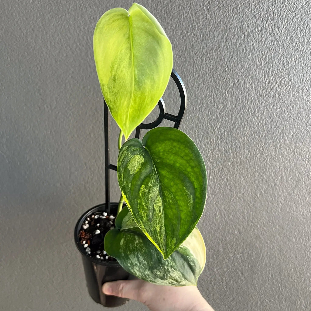 Scindapsus pictus Jade Satin Aurea Variegated indoor plant with striking jade green and variegated leaves. Chalet Boutique, Australia.