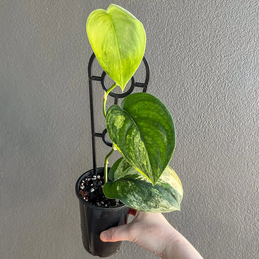 Scindapsus pictus Jade Satin Aurea Variegated plant with unique variegated leaves, ideal for rare indoor plant collection. Chalet Boutique, Australia.
