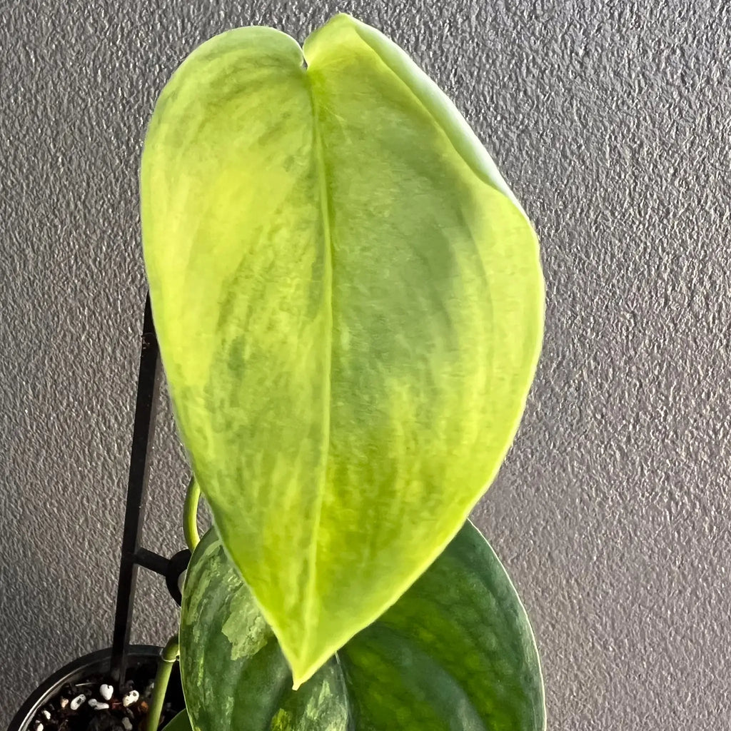 Close-up of a variegated Scindapsus pictus leaf with unique jade and yellow patterns, ideal for indoor gardening. Chalet Boutique, Australia.