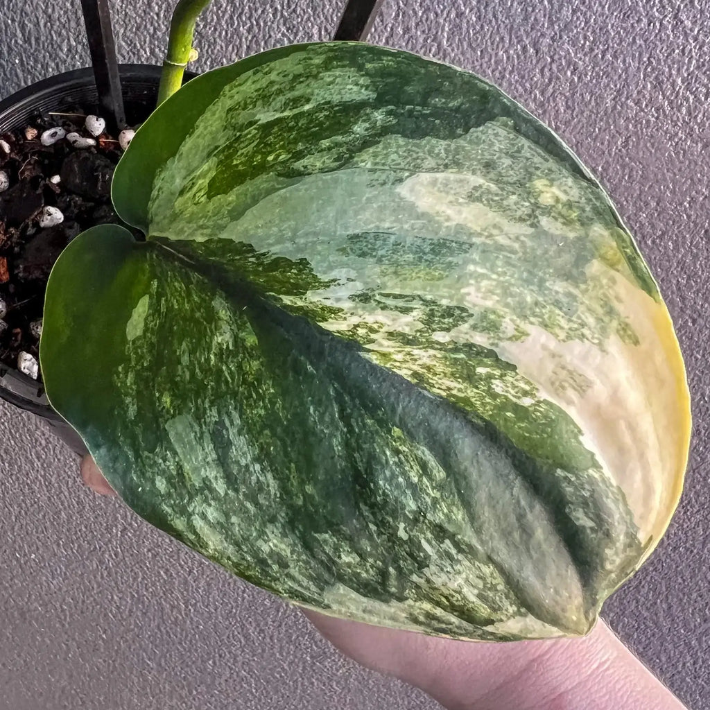 Close-up of a variegated Scindapsus pictus leaf with vibrant jade green and cream patterns, showcasing unique foliage. Chalet Boutique, Australia.