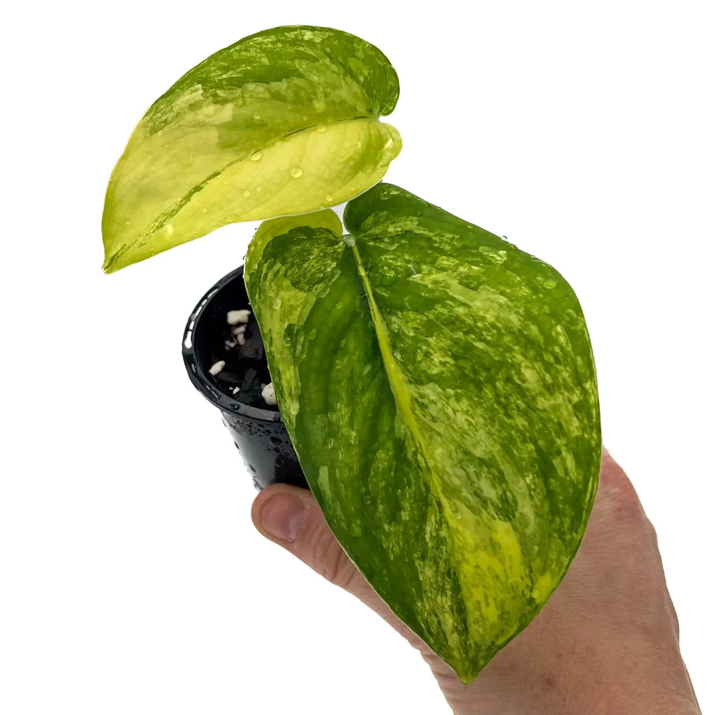 Scindapsus Jade Satin Aurea Variegated indoor plant with unique yellow and green variegated leaves in a black pot, Chalet Boutique, Australia.