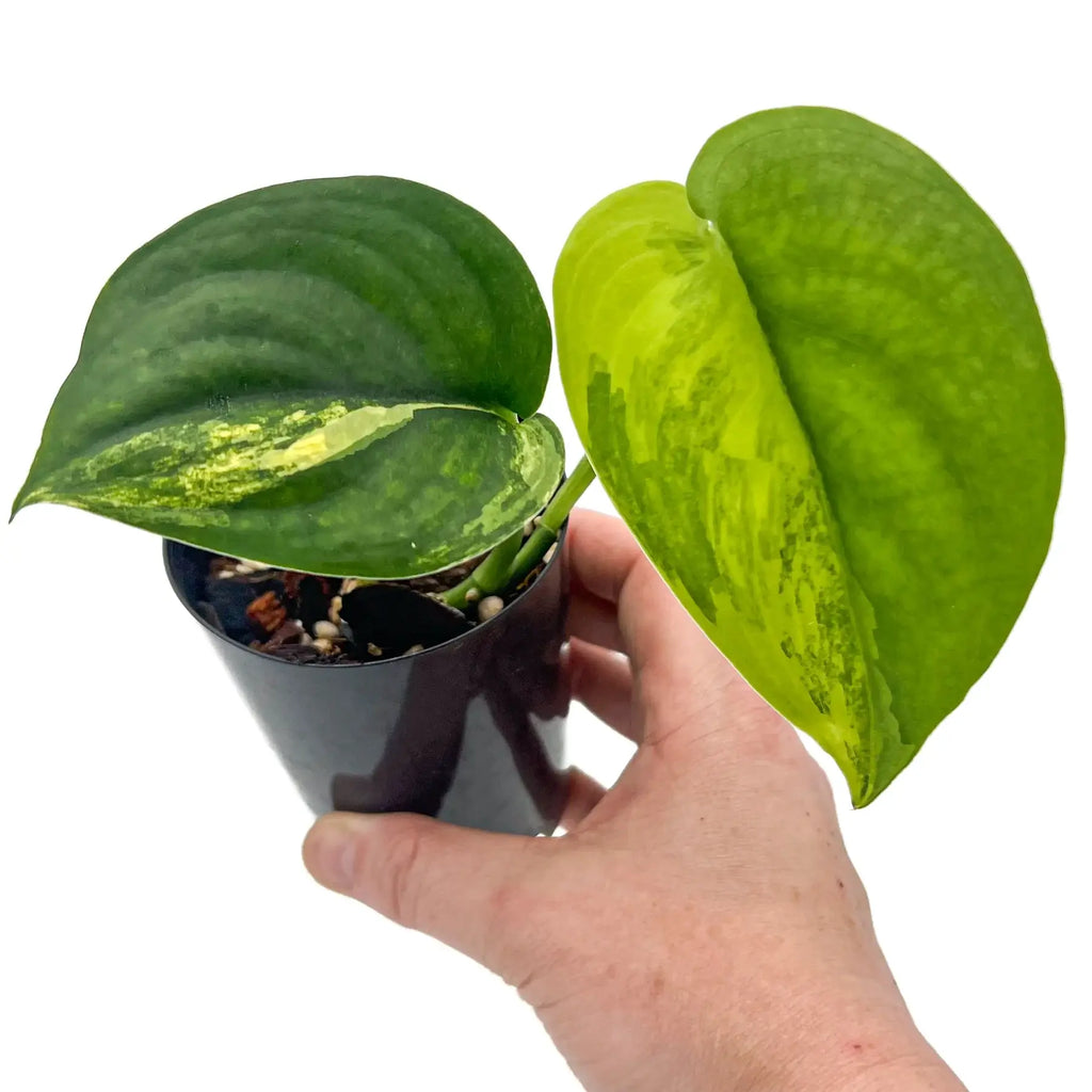 Scindapsus Jade Satin Aurea Variegated plant with velvety jade leaves featuring bold yellow and creamy white variegation. Chalet Boutique, Australia.