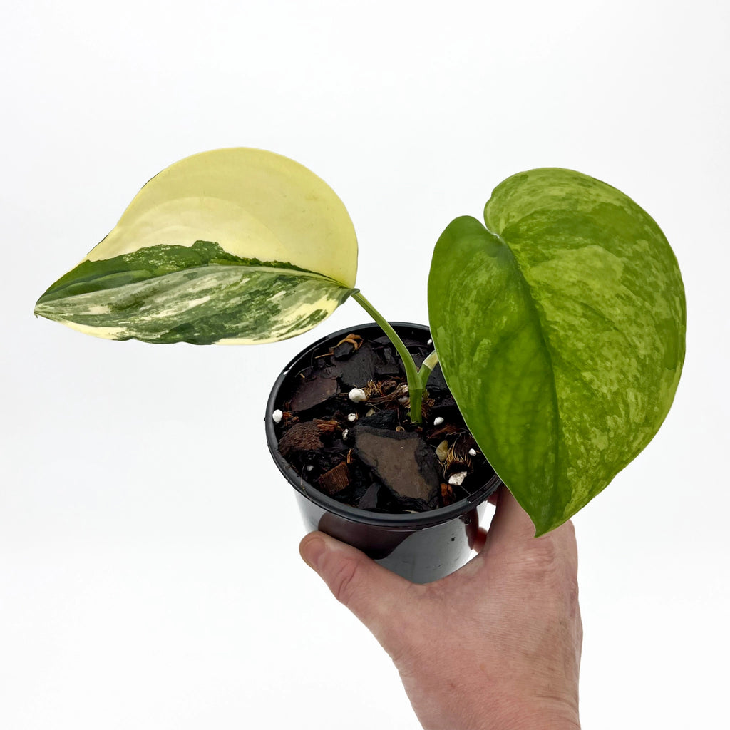 Scindapsus pictus Jade Satin Aurea Variegated indoor plant with unique foliage in hand, rare indoor plants Australia, Chalet Boutique, Australia.