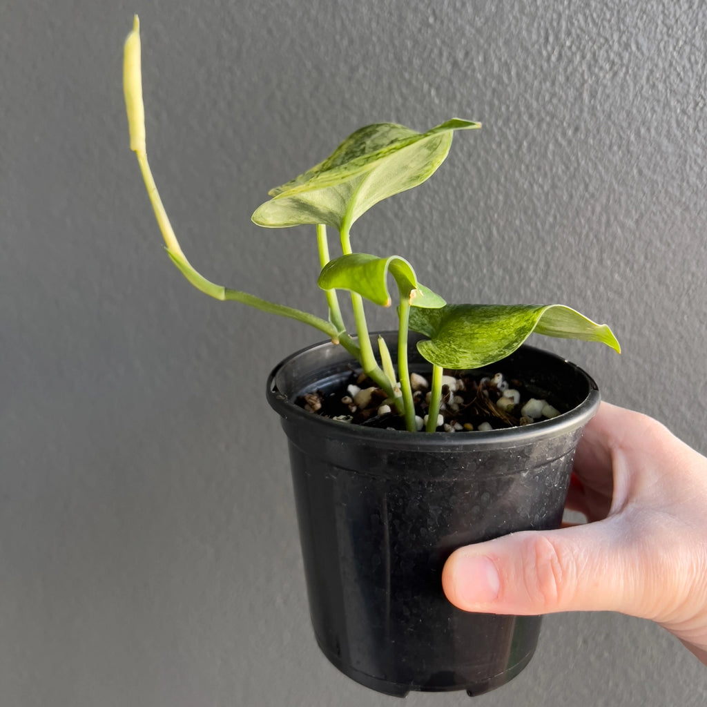 Person holding a potted Scindapsus Jade Satin White Mint with compact growth and subtle white splash variegation. Trusted indoor plant shop Australia.