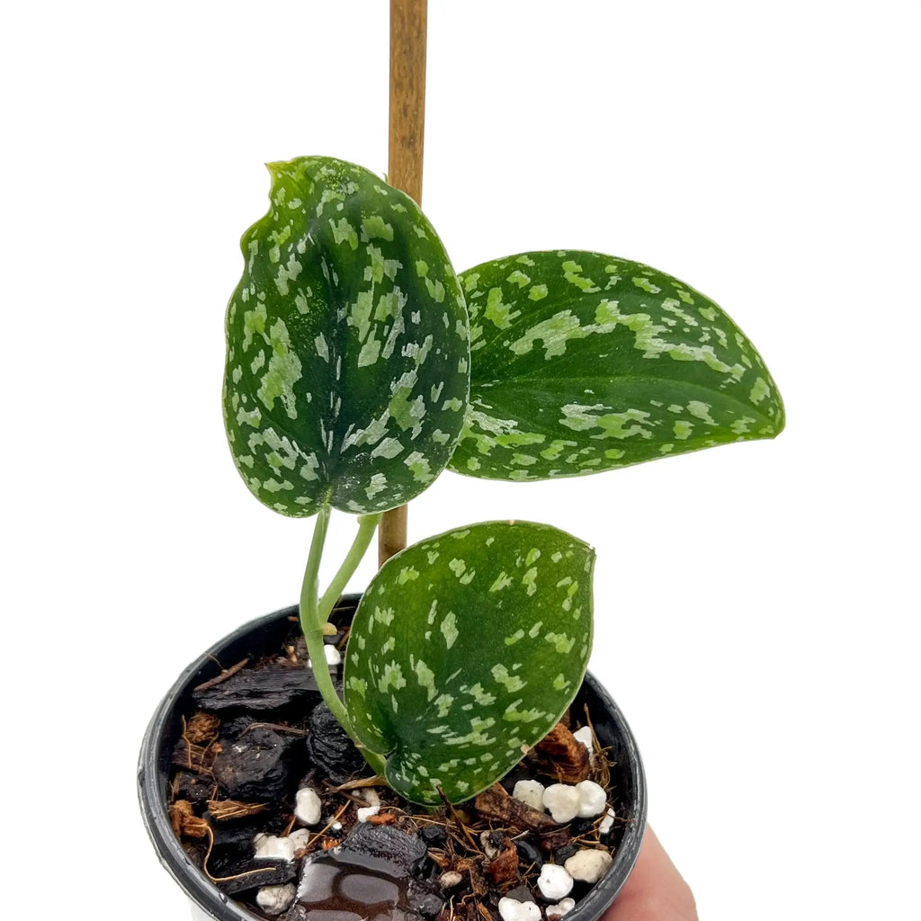 Scindapsus 'Snake Scale' variegated plant showcasing unique scale-like leaves in silvery green tones. Chalet Boutique, Australia.