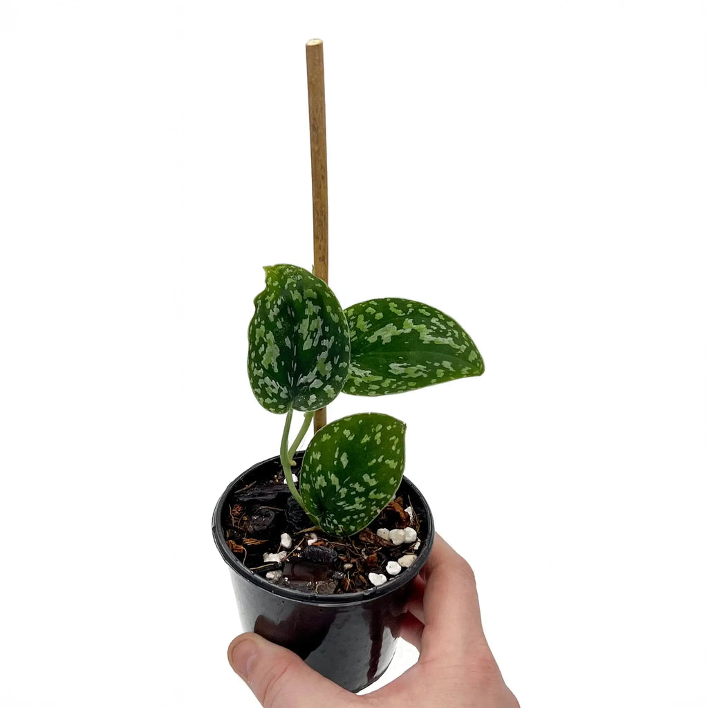 Scindapsus 'Snake Scale' variegated with thick leaves in a pot, ideal for unique indoor plants Australia - Chalet Boutique, Australia.