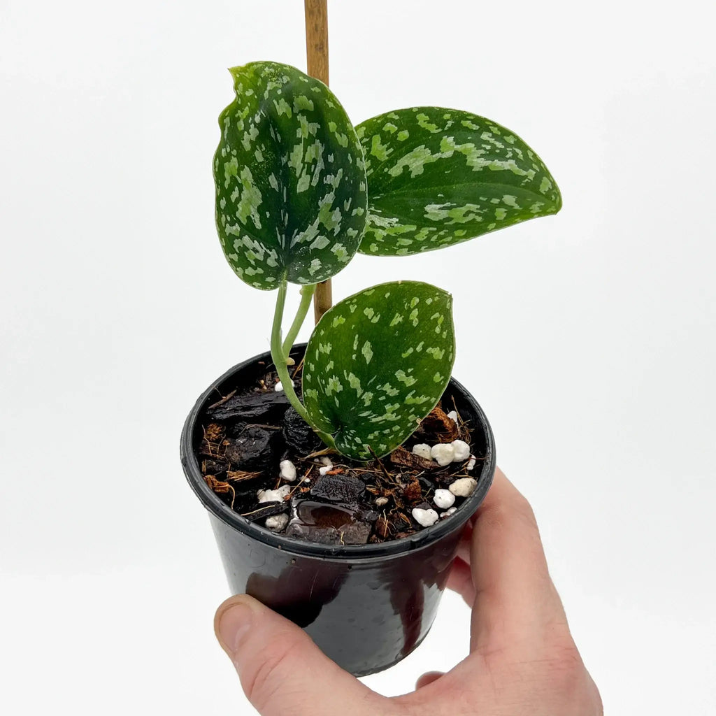 Scindapsus 'Snake Scale' variegated houseplant with unique silvery green leaves in a black pot. Chalet Boutique, Australia.