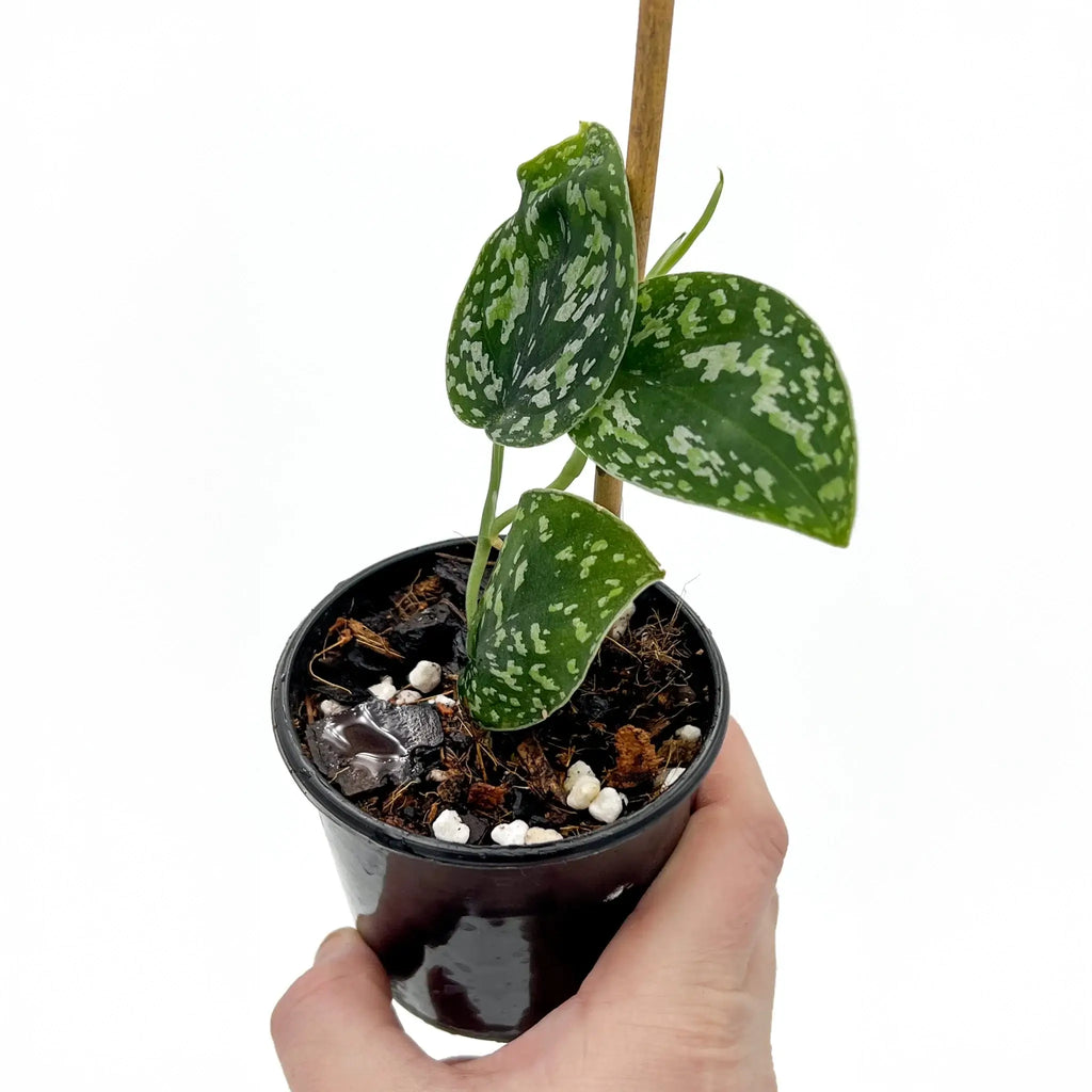 Scindapsus 'Snake Scale' in a pot, showcasing variegated leaves with unique scale-like pattern, perfect for indoor plants. Chalet Boutique, Australia.