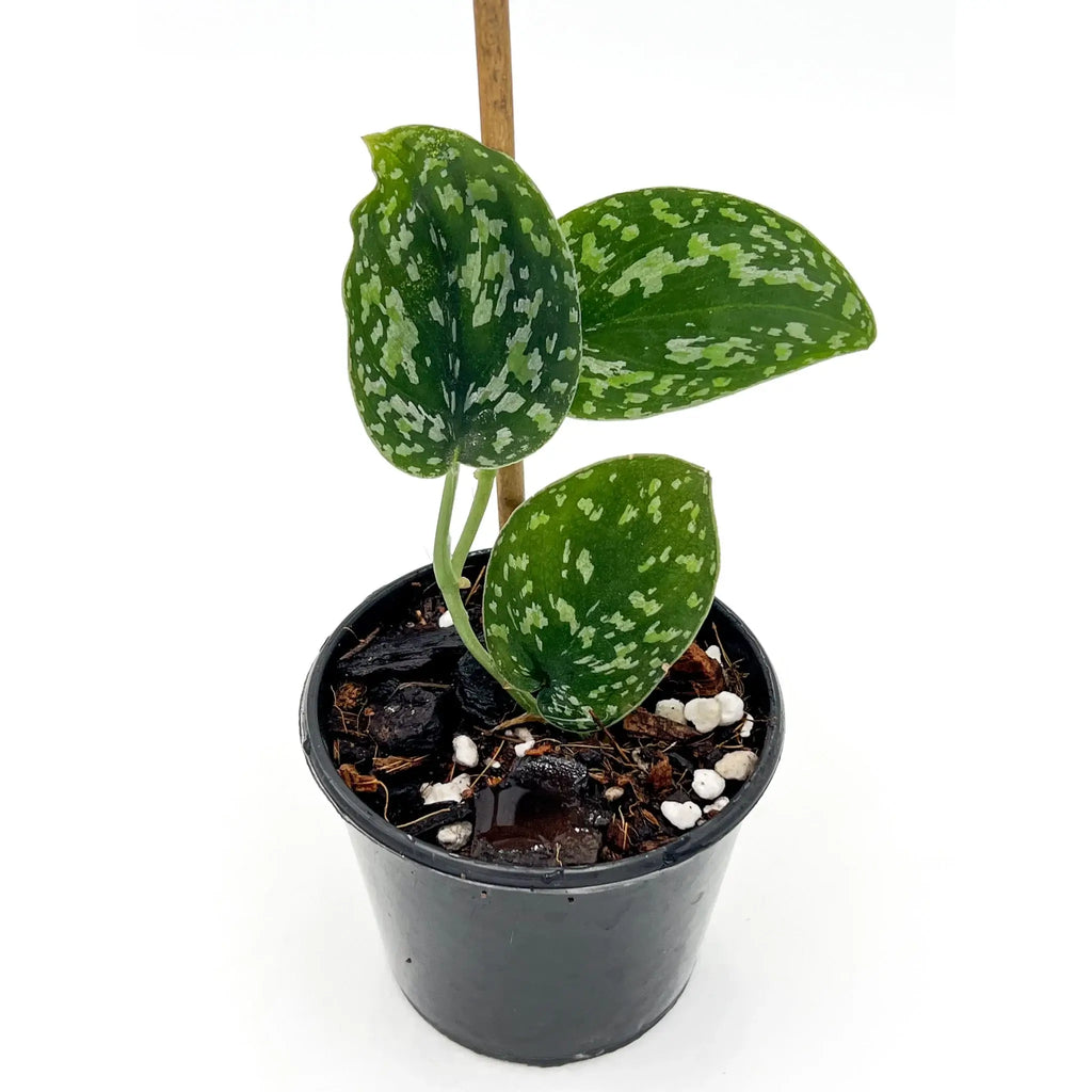 Scindapsus 'Snake Scale' variegated plant in pot, featuring unique scale-like leaves. Buy indoor plants online at Chalet Boutique, Australia.