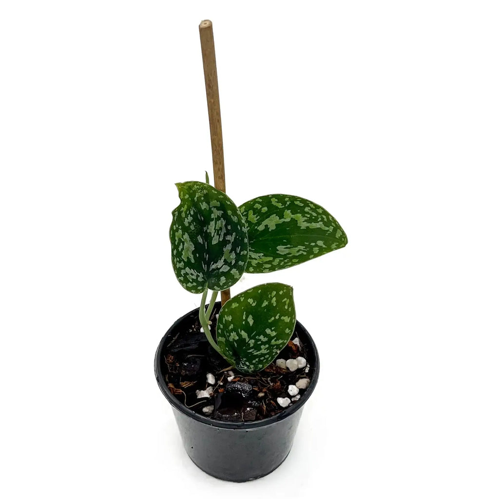 Scindapsus 'Snake Scale' variegated indoor plant in black pot, perfect for unique indoor gardens. Chalet Boutique, Australia.