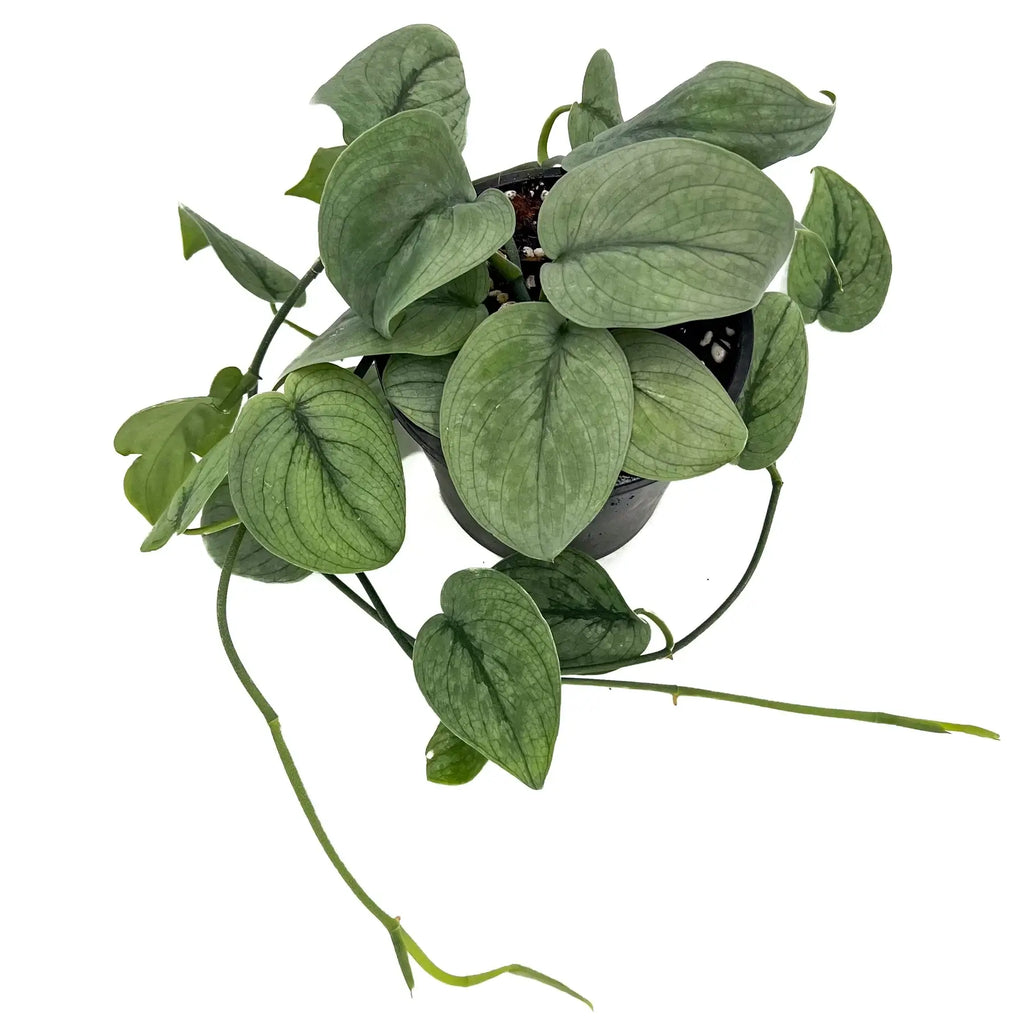 Scindapsus pictus Platinum 'Silver Hero' | Indoor Plant | Chalet Boutique - Australia