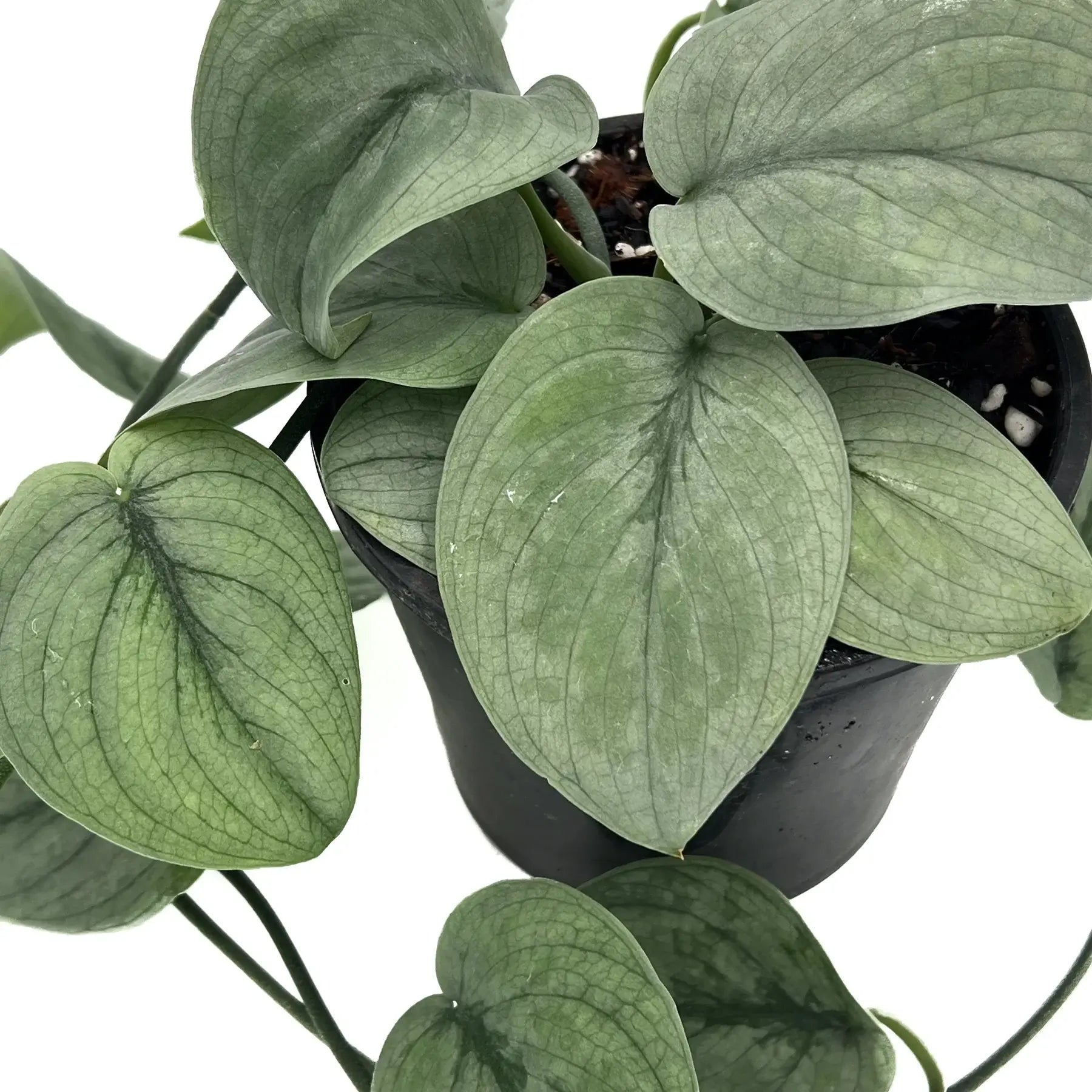 pothos silver hero Scindapsus pictus Platinum 'Silver Hero'