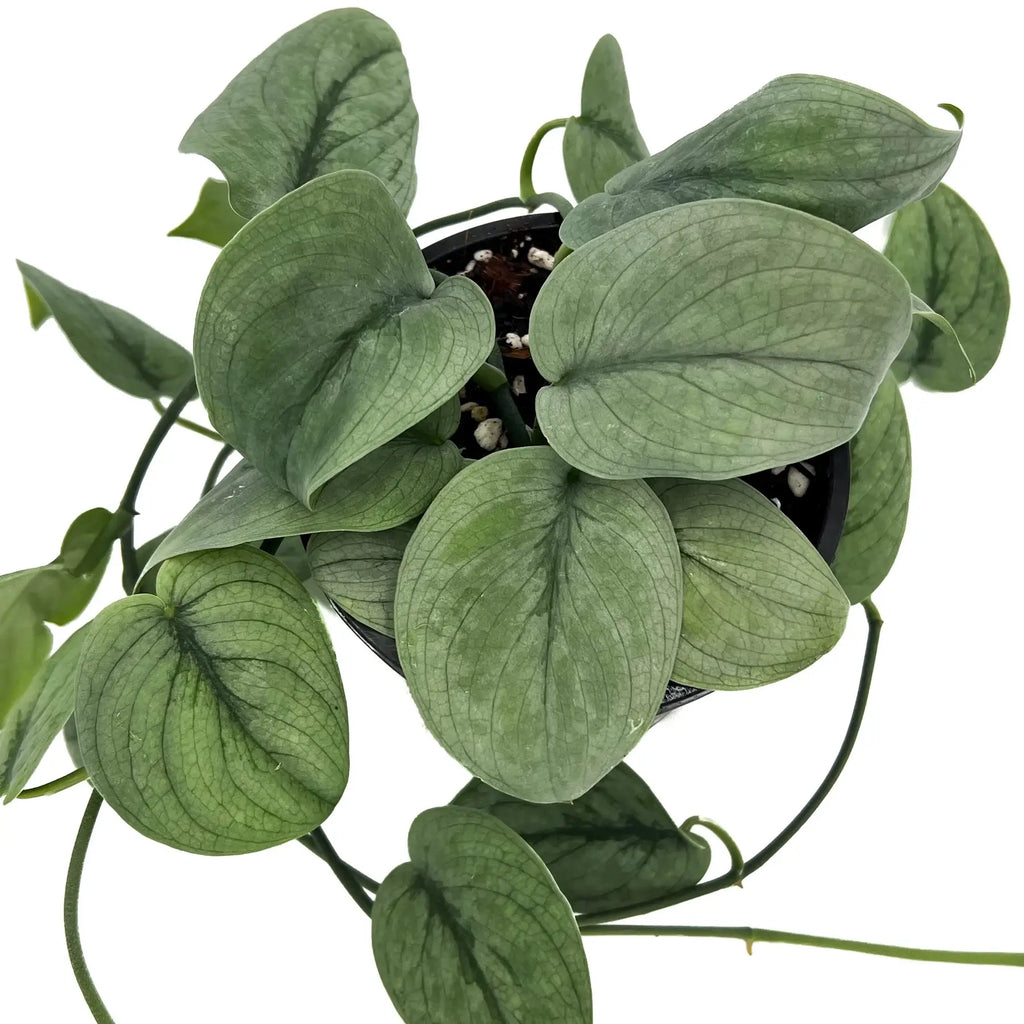 Scindapsus pictus Platinum 'Silver Hero' | Indoor Plant | Chalet Boutique - Australia