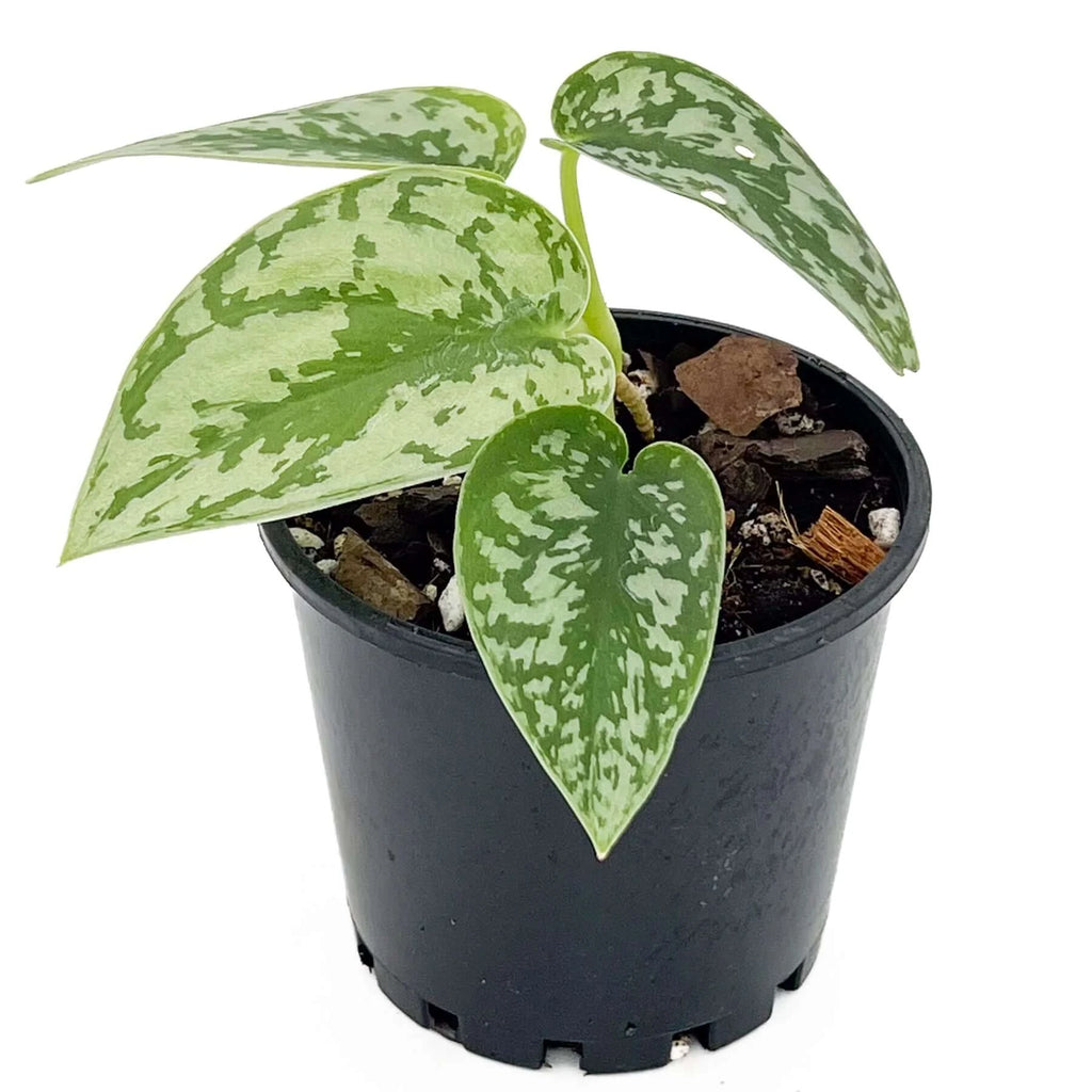 Scindapsus pictus 'Silver Lady' | Indoor Plant | Chalet Boutique - Australia