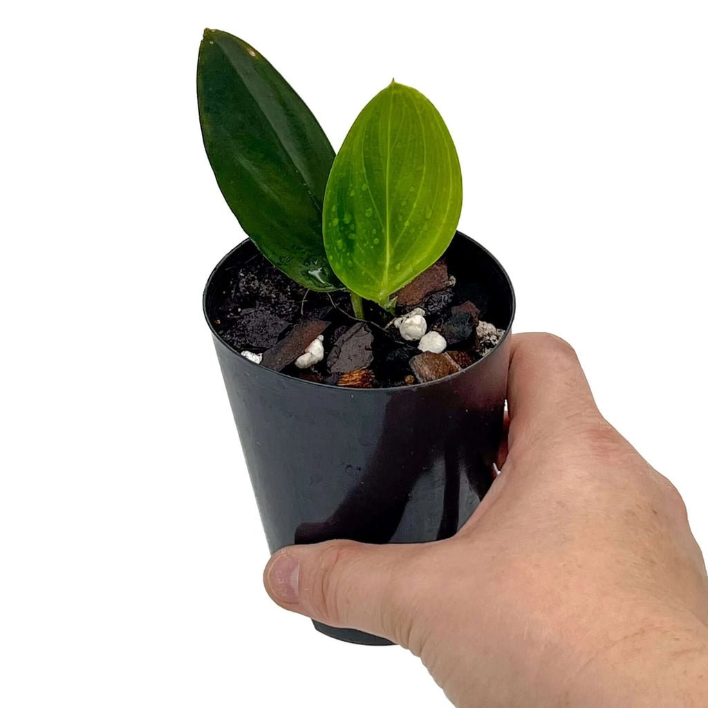Scindapsus treubii 'dark form' | Indoor Plant | Chalet Boutique - Australia