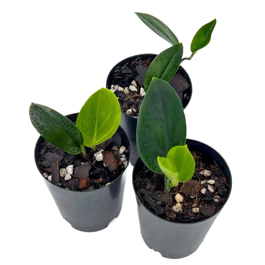 Scindapsus treubii 'dark form' | Indoor Plant | Chalet Boutique - Australia