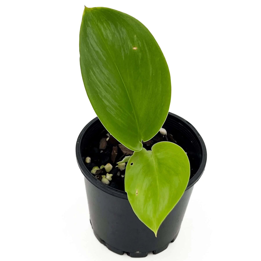 Scindapsus treubii 'moonlight' | Indoor Plant | Chalet Boutique - Australia