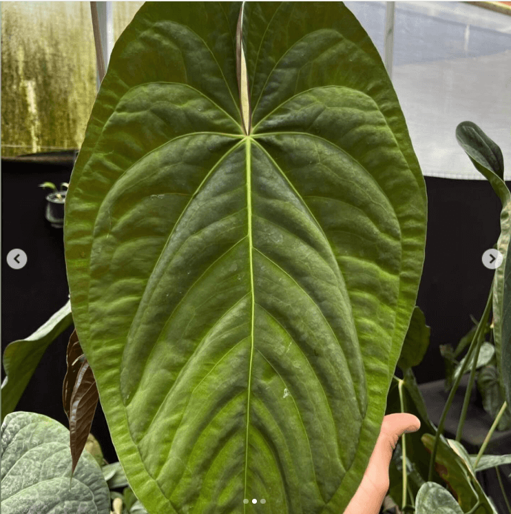 Large, vibrant green leaf of an Anthurium plant, showcasing its unique bullate texture. Chalet Boutique, Australia.