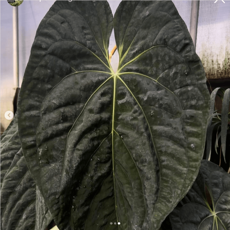 Close-up of Anthurium 'Baphomet' showcasing its large bullate leaves, perfect for unique indoor plants Australia. Chalet Boutique, Australia.