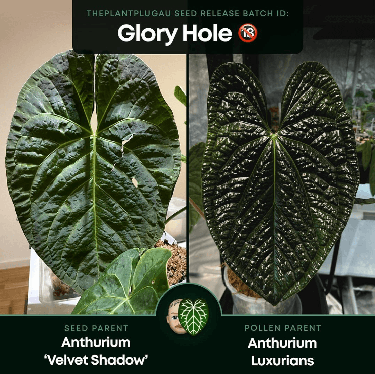 Anthurium 'Glory Hole' seed parents: Velvet Shadow's deep green leaves and Luxurians' textured foliage. Chalet Boutique, Australia.