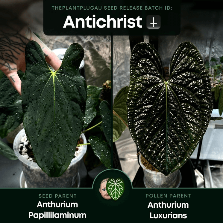 Close-up of Anthurium 'Antichrist' leaves, showcasing Anthurium Papillilaminum and Luxurians, rare indoor plants, Chalet Boutique, Australia.