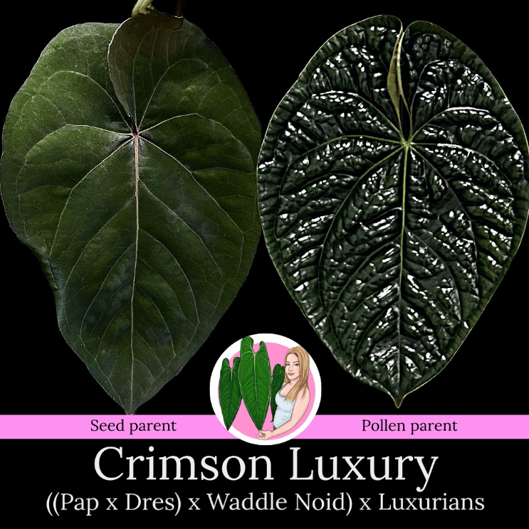 Anthurium 'Crimson Luxury' leaf comparison showing seed and pollen parents, unique textures and colors. Chalet Boutique, Australia.