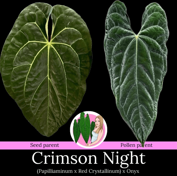 Anthurium 'Crimson Night' leaf comparison showing seed and pollen parents, showcasing rare indoor plant features. Chalet Boutique, Australia.