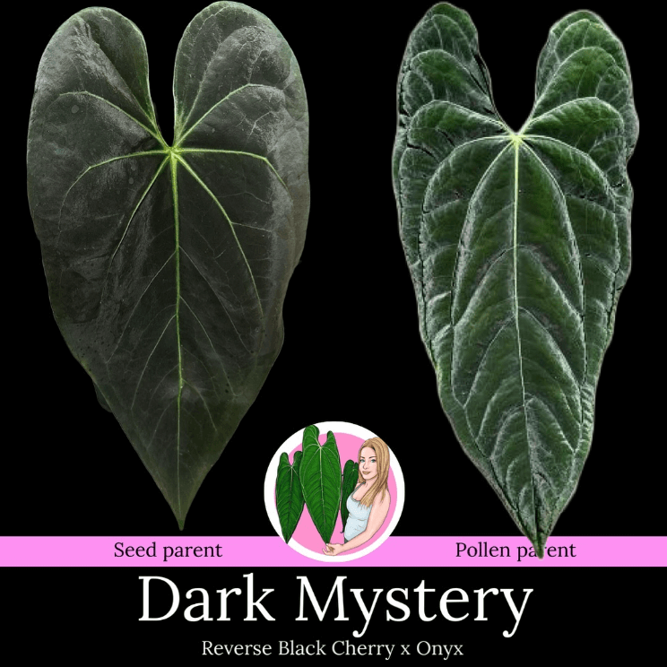 Anthurium 'Dark Mystery' leaf comparison: Reverse Black Cherry vs Onyx, showcasing unique dark foliage. Chalet Boutique, Australia.