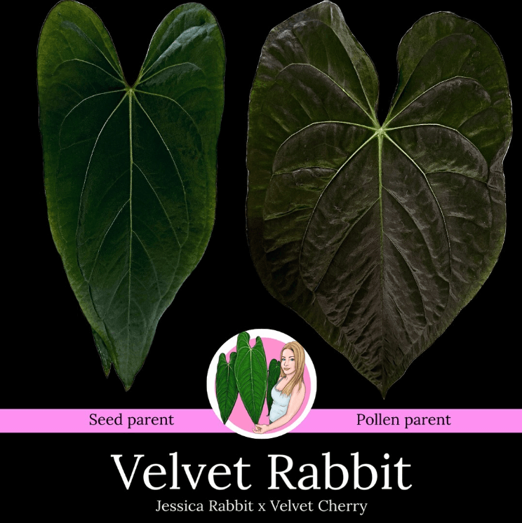 Anthurium 'Velvet Rabbit' leaves comparison of seed and pollen parents, showcasing unique textures, Chalet Boutique, Australia.