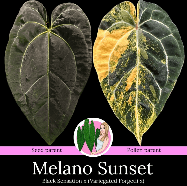 Anthurium 'Melano Sunset' leaf comparison, showcasing Black Sensation and Variegated Forgetii parents. Chalet Boutique, Australia.