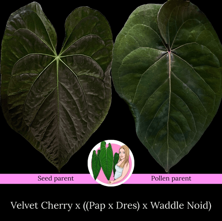 Velvet Cherry and Waddle Noid leaf comparison, showcasing unique hybrid parentage. Chalet Boutique, Australia.