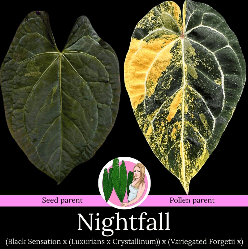 Anthurium 'Night Fall' leaf comparison, showcasing seed and pollen parent leaves with unique variegation. Chalet Boutique, Australia.