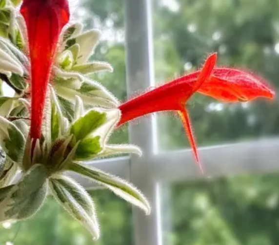 Side view of Columnea hirta variegata held against a neutral background showing cream-edged foliage and orange blossoms.